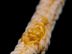 Canon G10, s2000 strobe, double stack macro lens by Andrew Macleod 